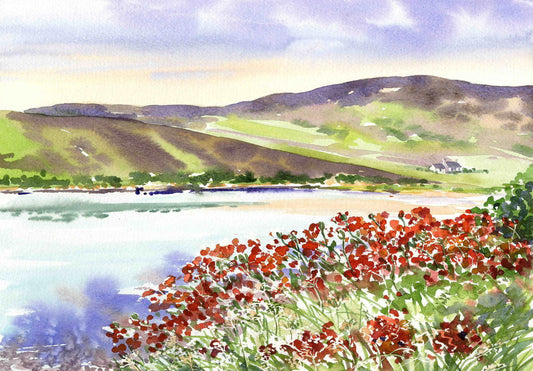 Limited edition print/Poppies at Waulkmill Bay in Orkney